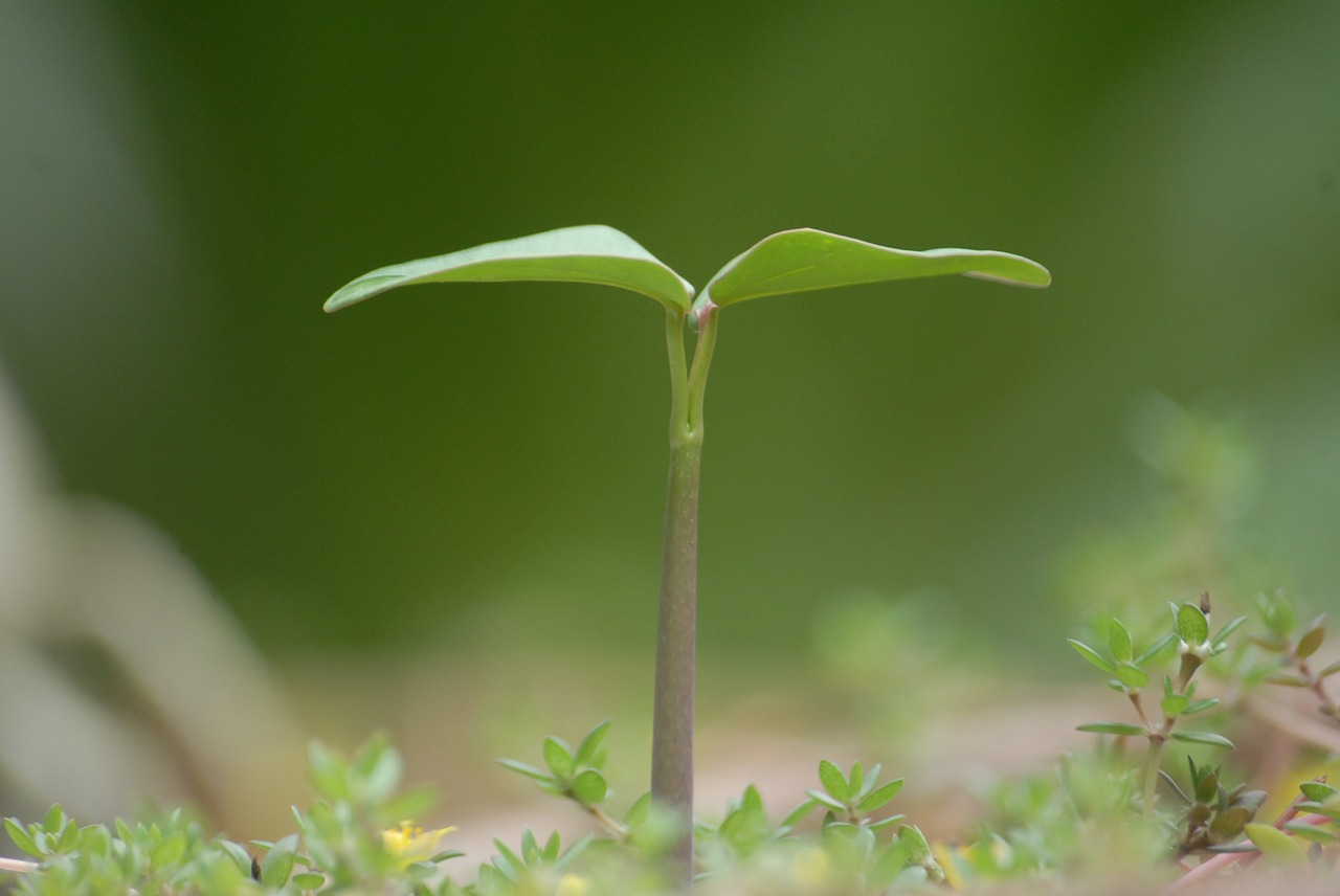 plant-951135_1280